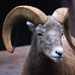 Big Horn