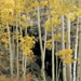 Fall Colors