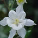 Wildflowers